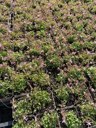 Campanula poscharskyana 'Lisduggan Var.' P9 - afbeelding 3