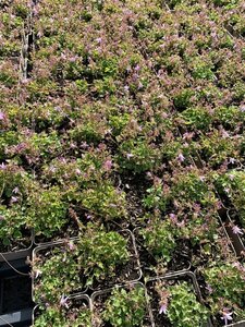 Campanula poscharskyana 'Lisduggan Var.' P9 - afbeelding 3