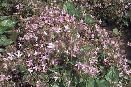 Campanula poscharskyana 'Lisduggan Var.' P9 - afbeelding 1