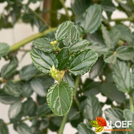 Ceanothus thyrsiflorus repens - afbeelding 1