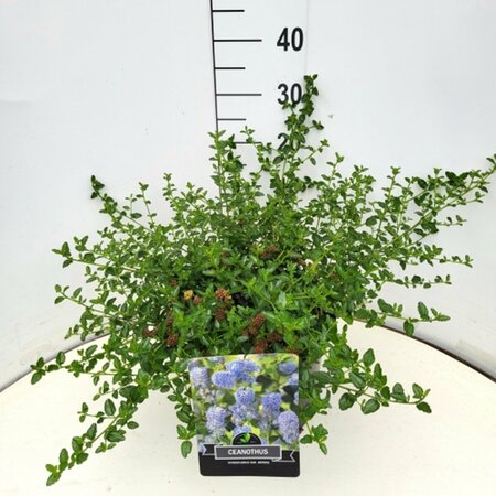Ceanothus thyrsiflorus repens - afbeelding 4