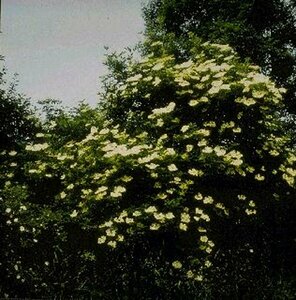 Sambucus nigra 125/150 C. - afbeelding 3