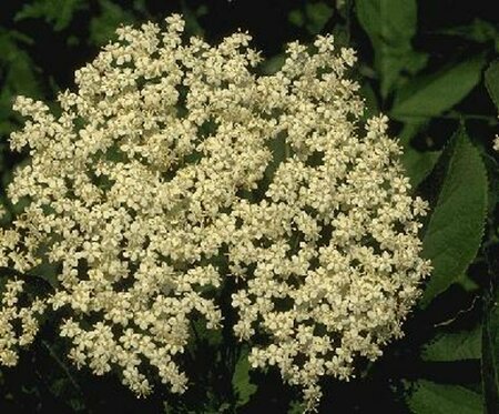 Sambucus nigra 125/150 C. - afbeelding 4