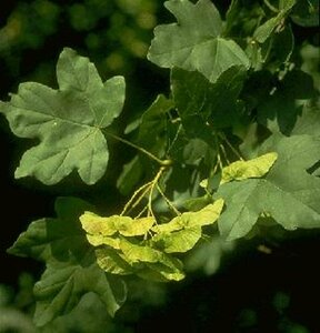 Acer campestre 200/225 C. Meerstammig