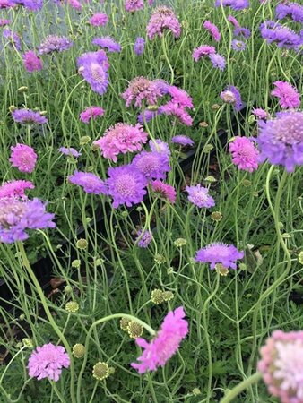 Scabiosa columbaria 'Butterfly Blue' P11 - afbeelding 3