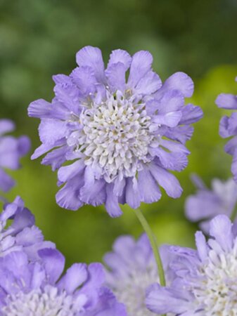 Scabiosa columbaria 'Butterfly Blue' P11 - afbeelding 4