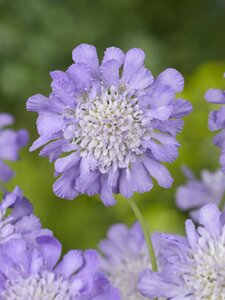 Scabiosa columbaria 'Butterfly Blue' P11 - afbeelding 4