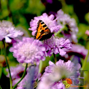 Scabiosa columbaria 'Butterfly Blue' P11
