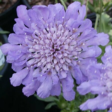 Scabiosa columbaria 'Butterfly Blue' P11 - afbeelding 5