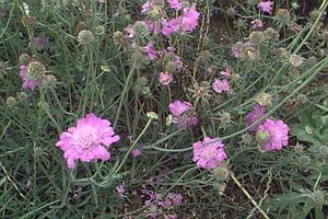 Scabiosa columbaria 'Butterfly Blue' P11 - afbeelding 2