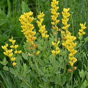 Baptisia sphaerocarpa P9