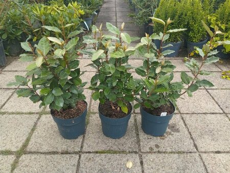 Elaeagnus ebbingei 'Compacta' ST. 150 8-10 C. Lei - afbeelding 11