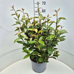 Elaeagnus ebbingei 'Compacta' ST. 150 8-10 C. Lei - afbeelding 6