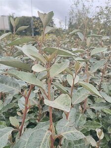 Elaeagnus ebbingei 'Compacta' ST. 150 8-10 C. Lei - afbeelding 10