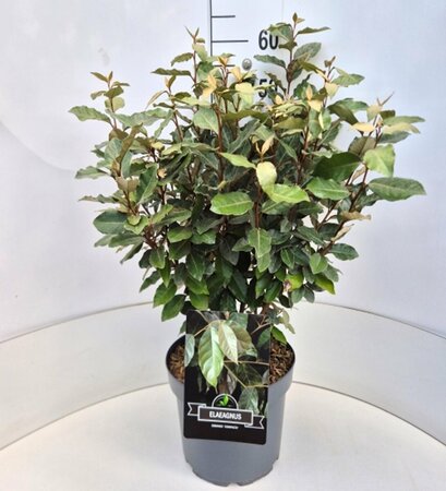 Elaeagnus ebbingei 'Compacta' ST. 150 8-10 C. Lei - afbeelding 4
