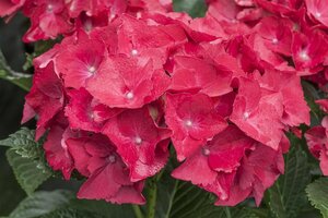 Hydrangea macrophylla 'Hot Red' C5
