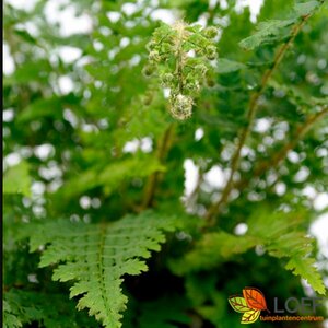 Polystichum setiferum 'Proliferum' C2