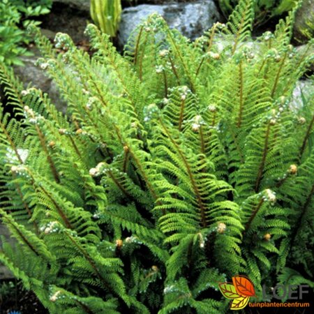 Polystichum setiferum 'Proliferum' C2 - afbeelding 2