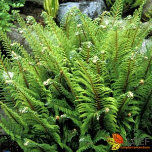 Polystichum setiferum 'Proliferum' C2 - afbeelding 2