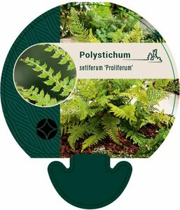 Polystichum setiferum 'Proliferum' C2 - afbeelding 4