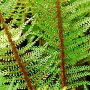 Polystichum setiferum 'Proliferum' C2 - afbeelding 5