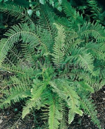 Polystichum setiferum 'Proliferum' C2 - afbeelding 6