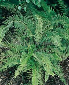 Polystichum setiferum 'Proliferum' C2 - afbeelding 6