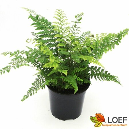 Polystichum setiferum 'Proliferum' C2 - afbeelding 3