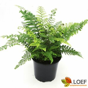 Polystichum setiferum 'Proliferum' C2 - afbeelding 3