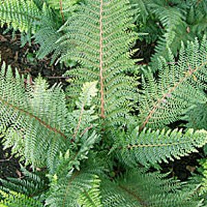 Polystichum setiferum 'Proliferum' C2 - afbeelding 7