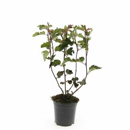 Physocarpus opulifolius 'Red Baron' - afbeelding 2