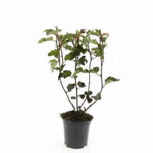 Physocarpus opulifolius 'Red Baron' - afbeelding 2