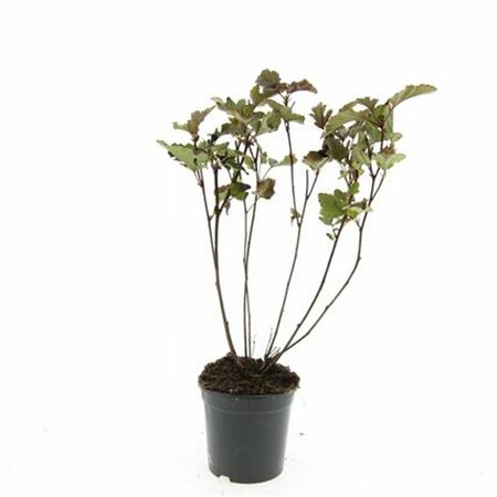 Physocarpus opulifolius 'Red Baron' - afbeelding 3