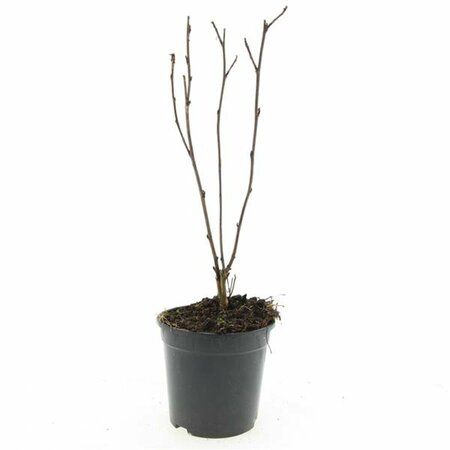 Physocarpus opulifolius 'Red Baron' - afbeelding 4