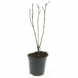 Physocarpus opulifolius 'Red Baron' - afbeelding 4