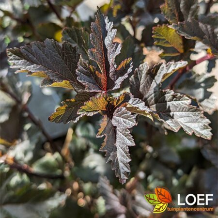Physocarpus opulifolius 'Red Baron' - afbeelding 1