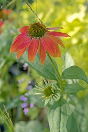 Echinacea purpurea 'Lakota Red' C2 - afbeelding 2