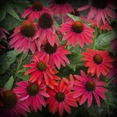 Echinacea purpurea 'Lakota Red' C2 - afbeelding 3