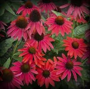 Echinacea purpurea 'Lakota Red' C2 - afbeelding 3