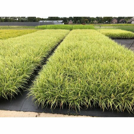 Carex morrowii 'Goldband' P9 - afbeelding 1