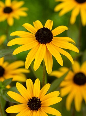 Rudbeckia fulgida deamii P9 - afbeelding 1