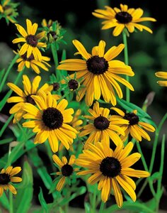 Rudbeckia fulgida deamii P9 - afbeelding 2