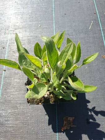 Rudbeckia fulgida deamii P9 - afbeelding 1