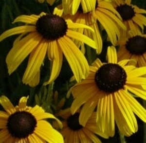 Rudbeckia fulgida deamii P9 - afbeelding 3