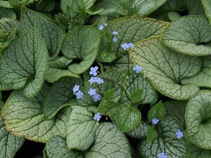 Brunnera macrophylla 'Sea Heart' C2 - afbeelding 7