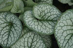 Brunnera macrophylla 'Sea Heart' C2 - afbeelding 8