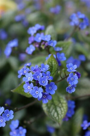 Brunnera macrophylla 'Sea Heart' C2 - afbeelding 5
