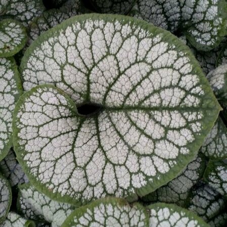 Brunnera macrophylla 'Sea Heart' C2 - afbeelding 9