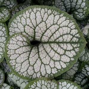 Brunnera macrophylla 'Sea Heart' C2 - afbeelding 9