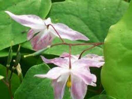 Epimedium youngianum 'Roseum' P9 - afbeelding 2